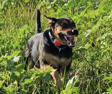 Charlie In Remote Collar