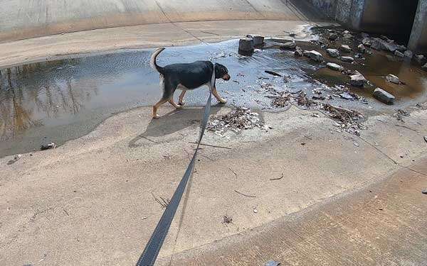 Long leash walk dog training in Fort Smith, Arkansas