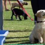 puppy on a leash