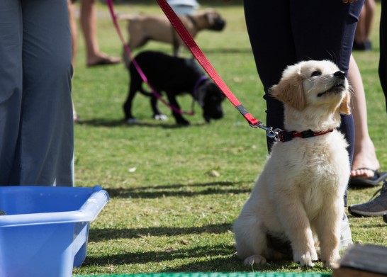 Why I Don’t Offer ‘Puppy Training’ Before 4 Months Old.