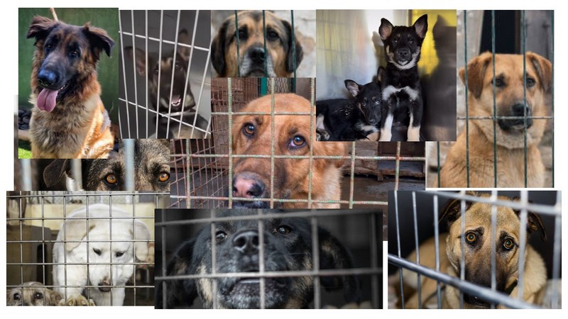 Keep The Dog(s) You Adopt