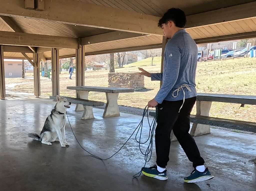 Basic Obedience Training a Husky