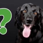 No magic system of dog training