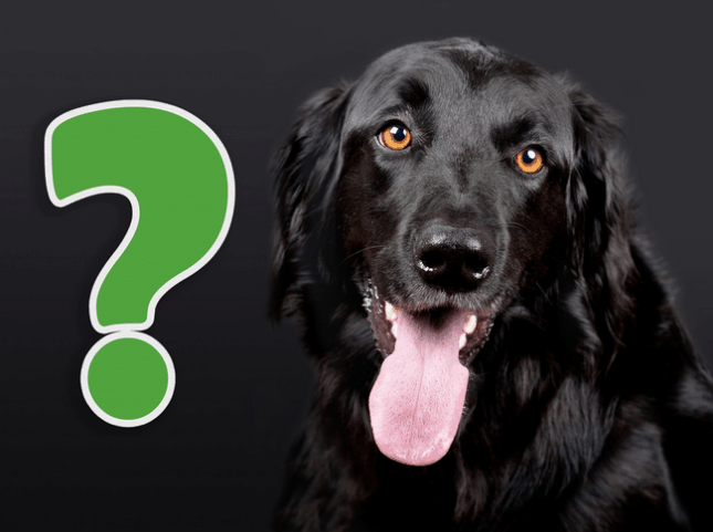 There Is No ‘Magic System’ of Dog Training