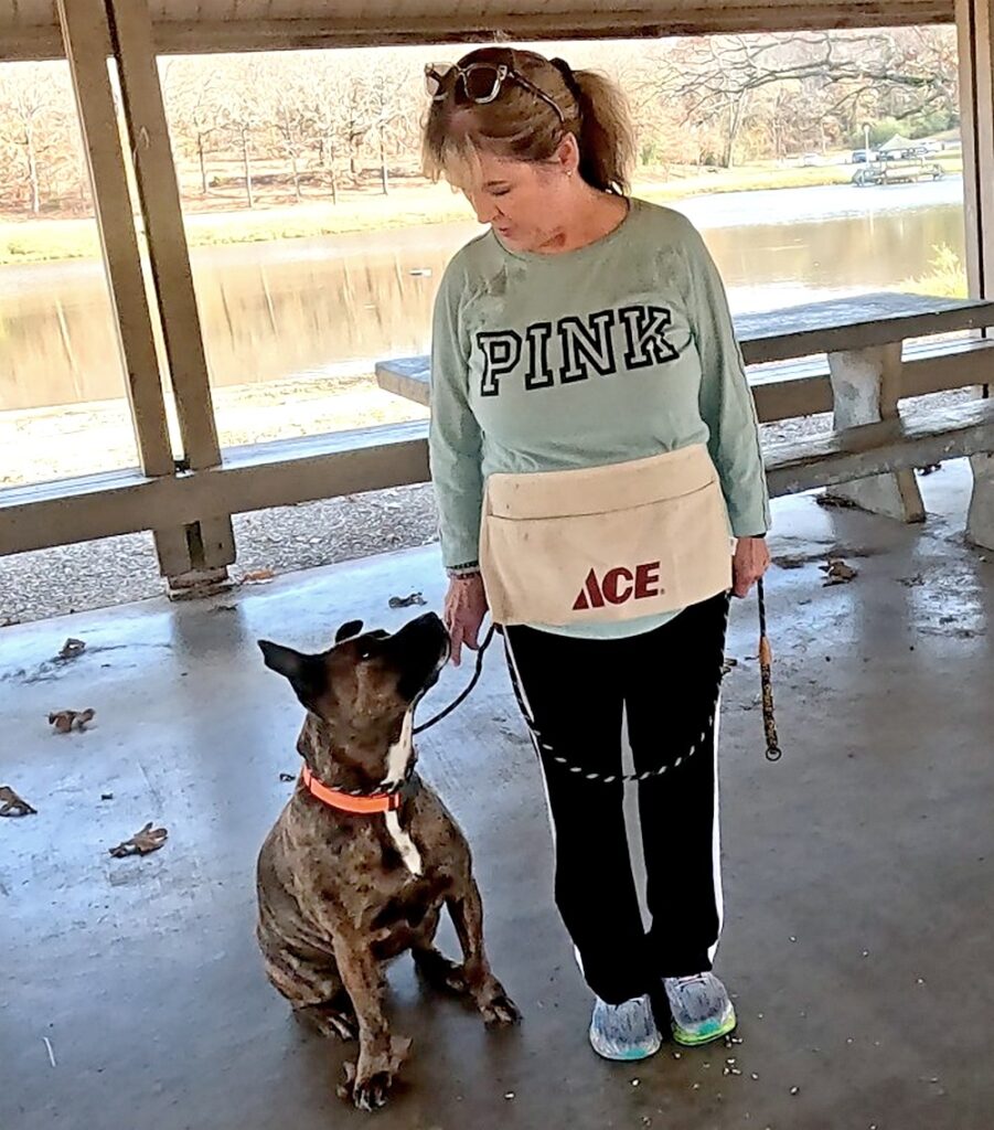 Pit bull sit at attention