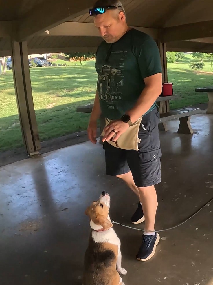 Beagle training 'Sit' command