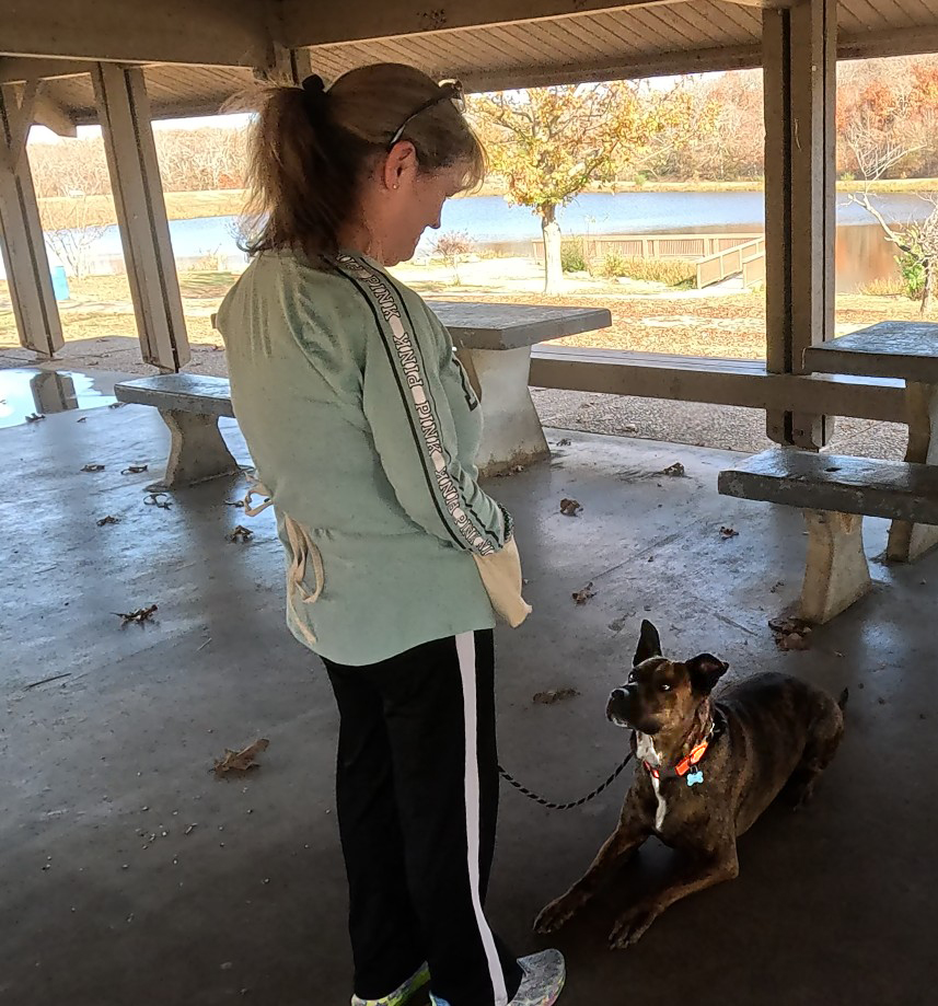 Pitbull down at attention dog training