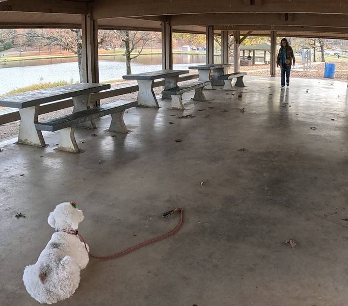 Doodle Down and stay command