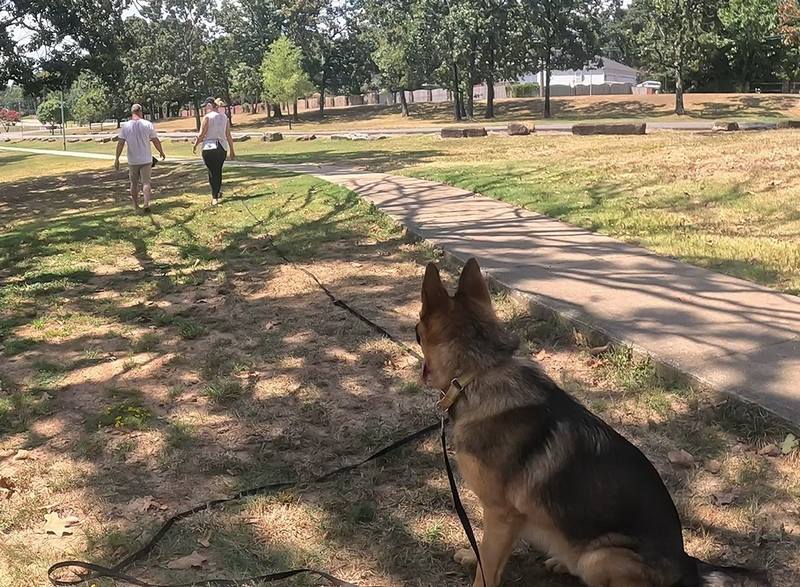 Working line German Shepherd sit and stay command
