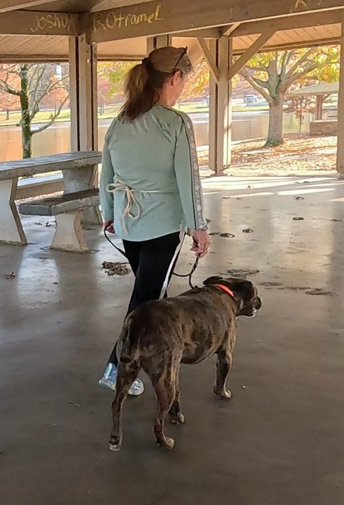 Pit bull heel training