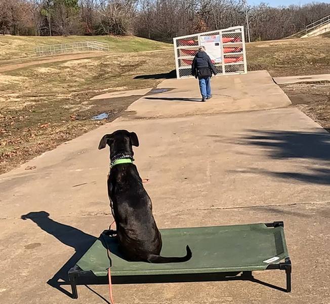 Pit Bull terrier mix place, sit, and stay command