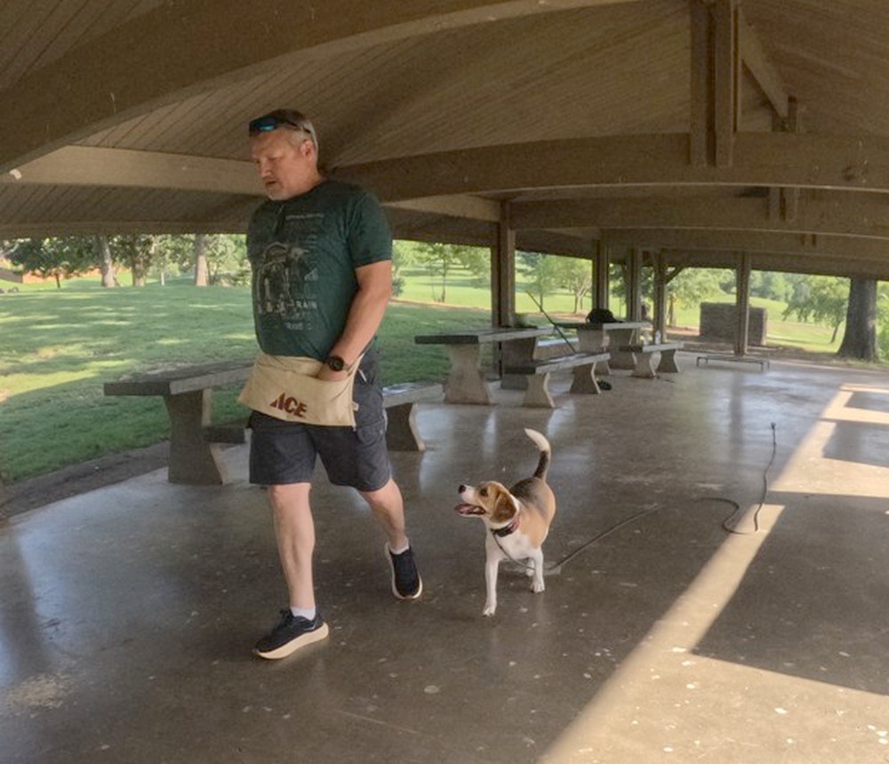 Beagle heel dog training