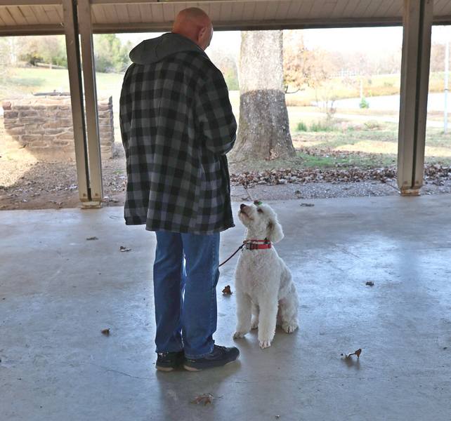 Doodle sit at attention dog training