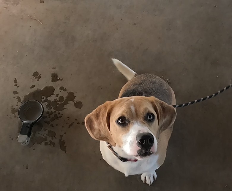 Beagle sit attention