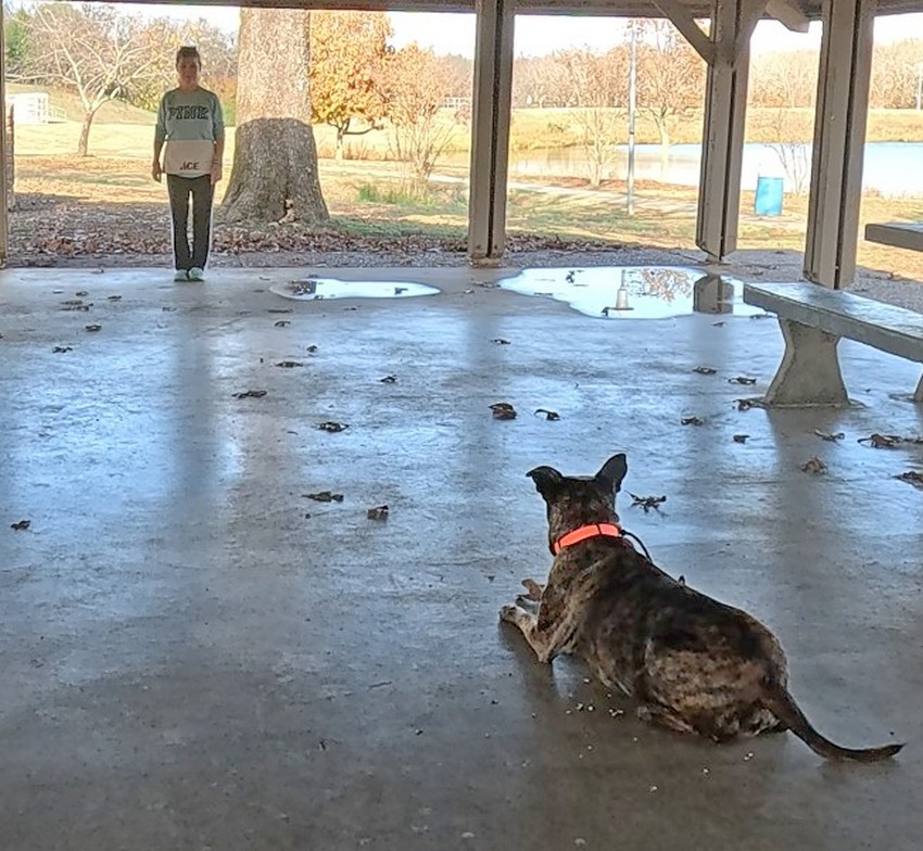 pit bull down stay training