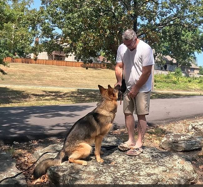 Working line German Shepherd sit at attention training