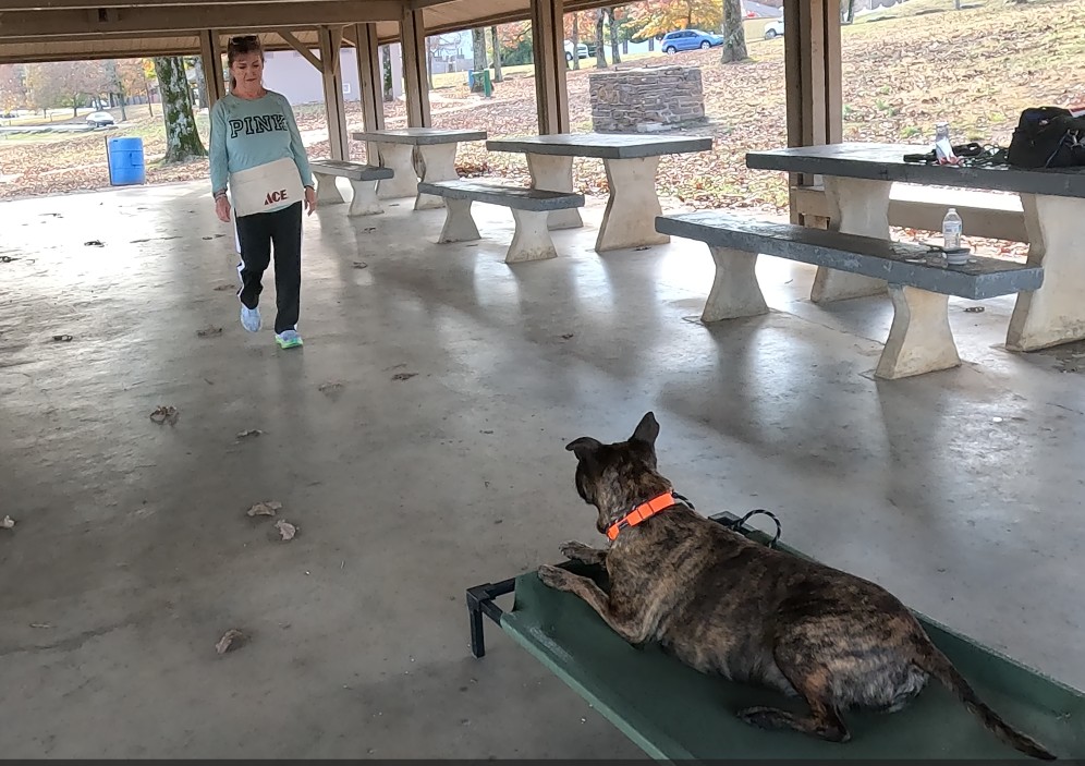 Pit bull place, down, stay dog training command