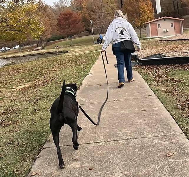 Terrier long leash dog training