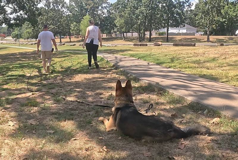 German Shepherd down and stay training command
