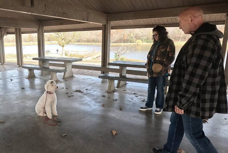 Doodle calm sit and stay