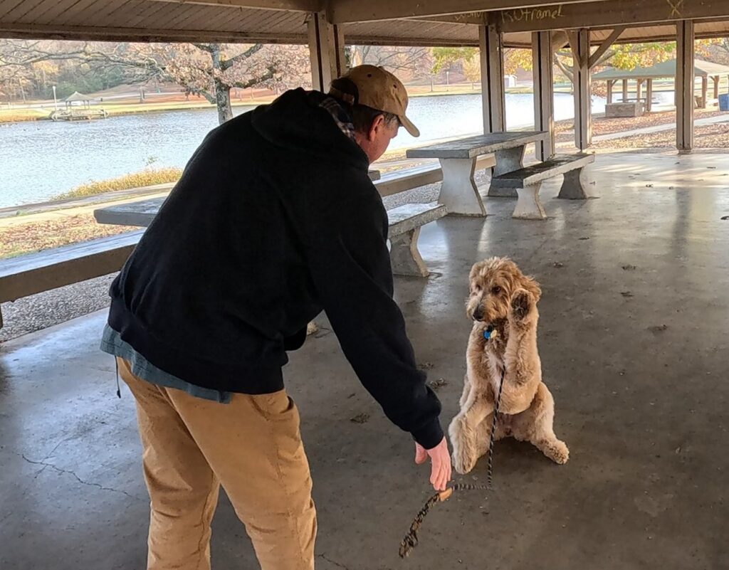 Goldie sit-stay with paw up