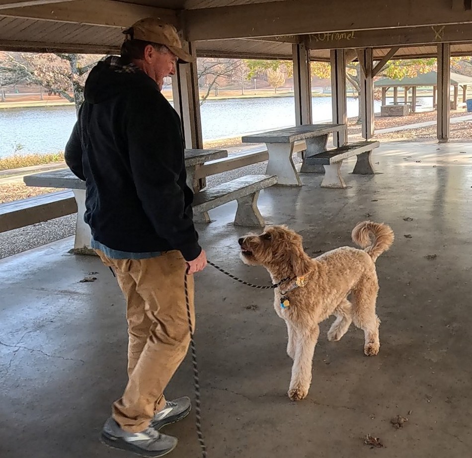 Goldendoodle giving trainer attention