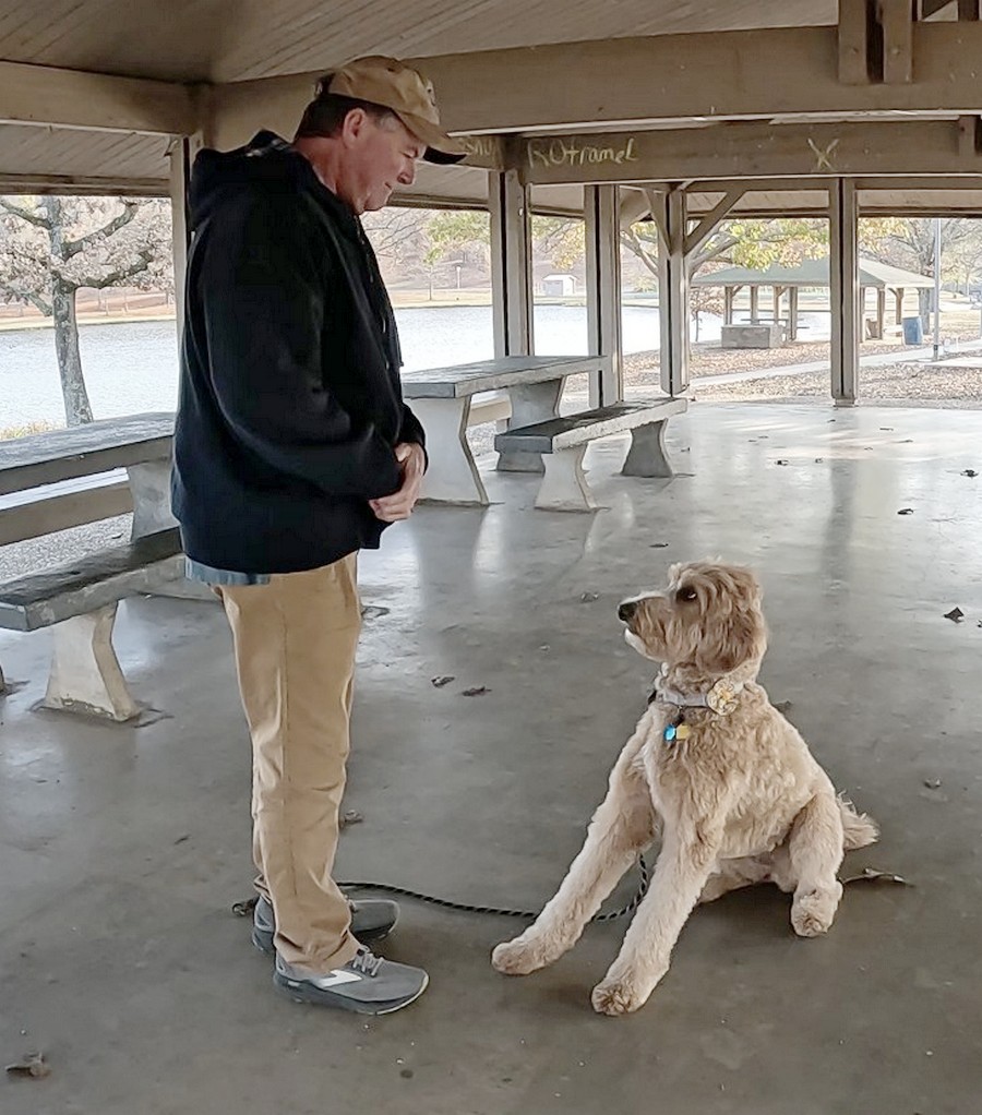 Goldie sitting at attention