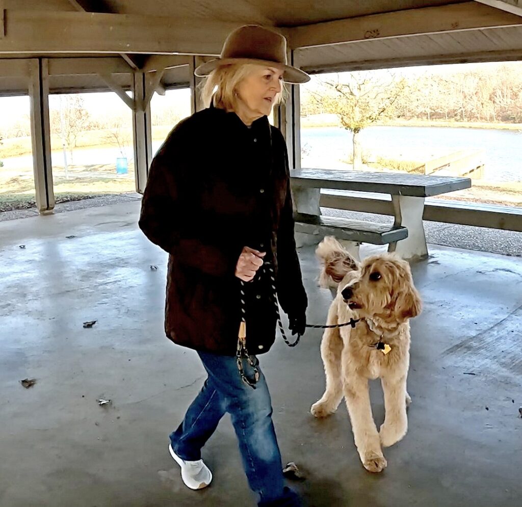 Goldendoodle walking at heel