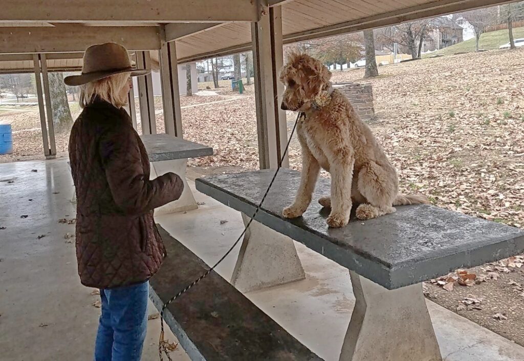 Goldendoodle 'Placed' on a picnic table