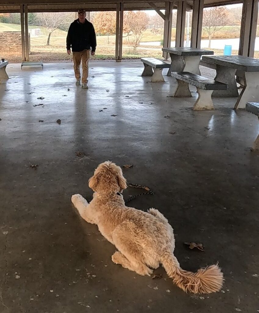 Goldie in long down-stay