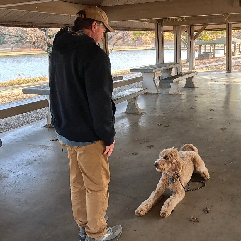 Goldie in obedient stay