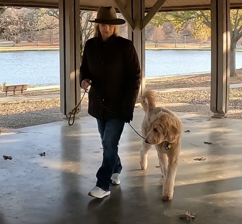 Goldendoodle making a heel turn