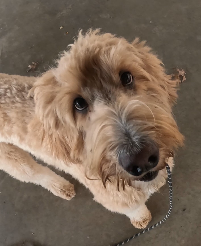 Goldie hamming it up