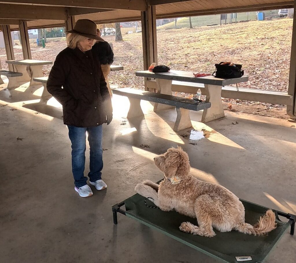 Goldendoodle down on a place mat