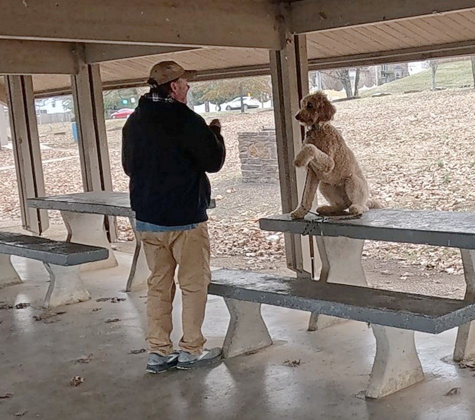 Goldie on place - paw up