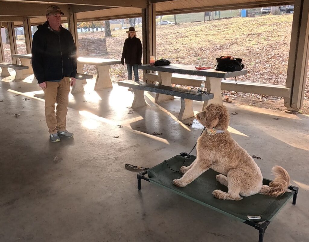 Goldendoodle sit on a place mat