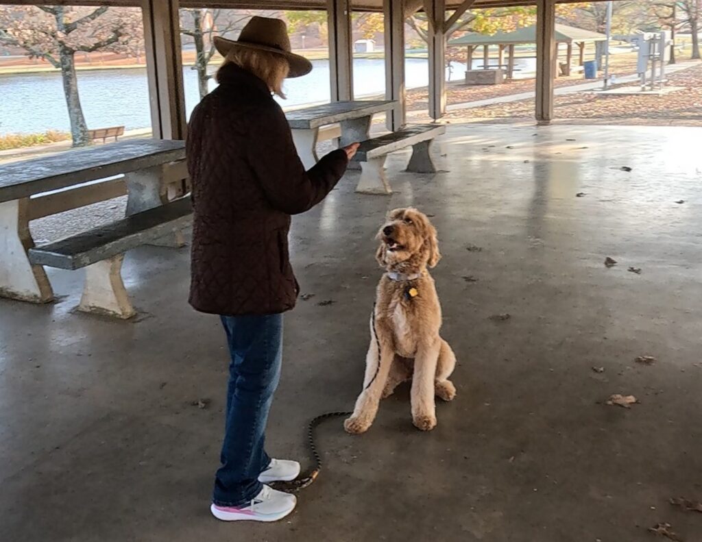 Goldendoodle sit with hand signal
