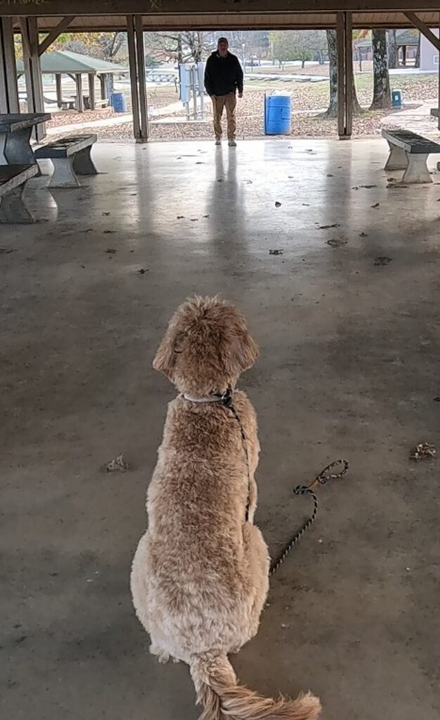 Goldendoodle long sit stay