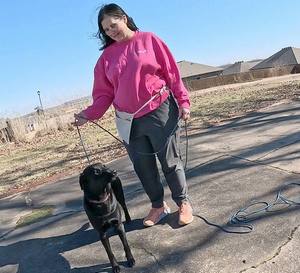 Labrador Mix Training Portfolio