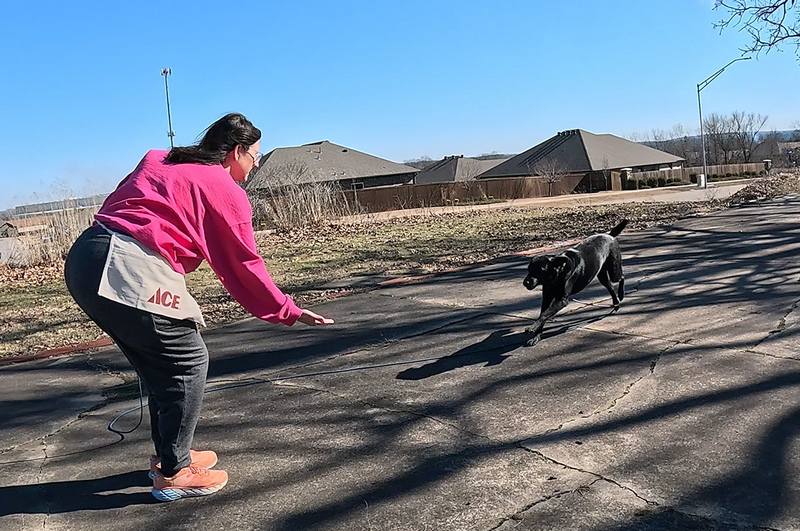 Labrador mix recall training