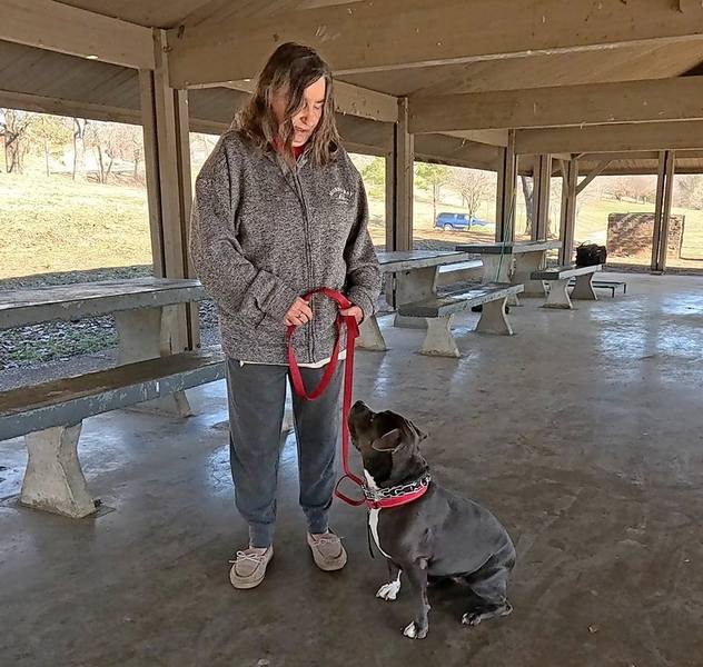 American Bully sit at attention