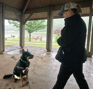 'Sassy' - German Shepherd - Blue Heeler training assessment