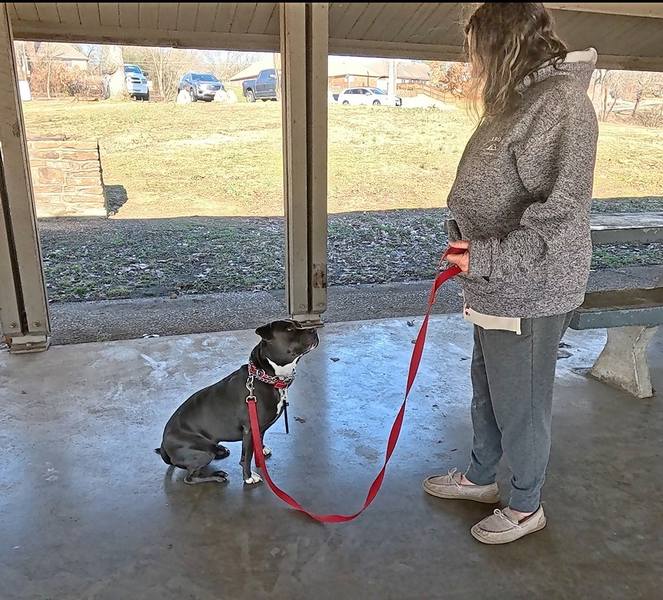 American Bully sit training