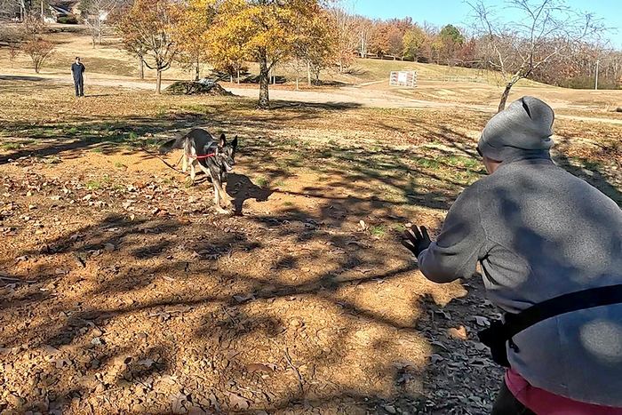 Working line German Shepherd recall training