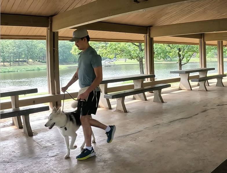 Husky walking at 'Heel'