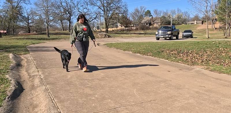 Labrador heel training