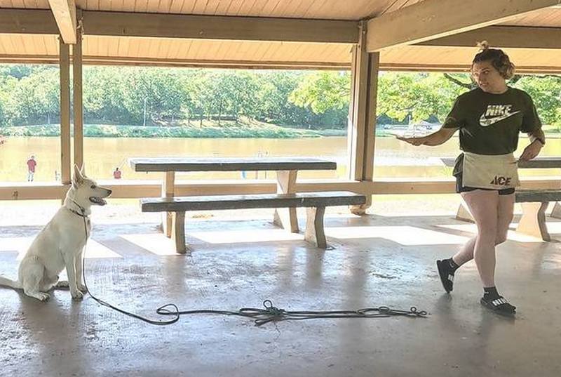 White German Shepherd sit and stay command