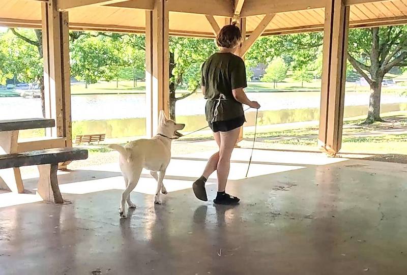 White German Shepherd heel tranining