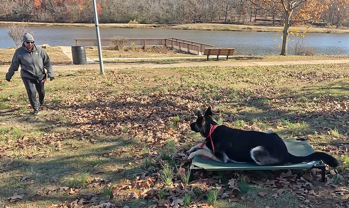 German Shepherd place and stay command