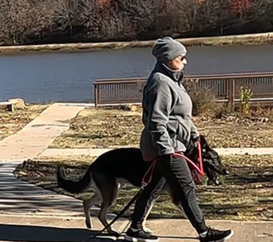 Working line German Shepherd heel training